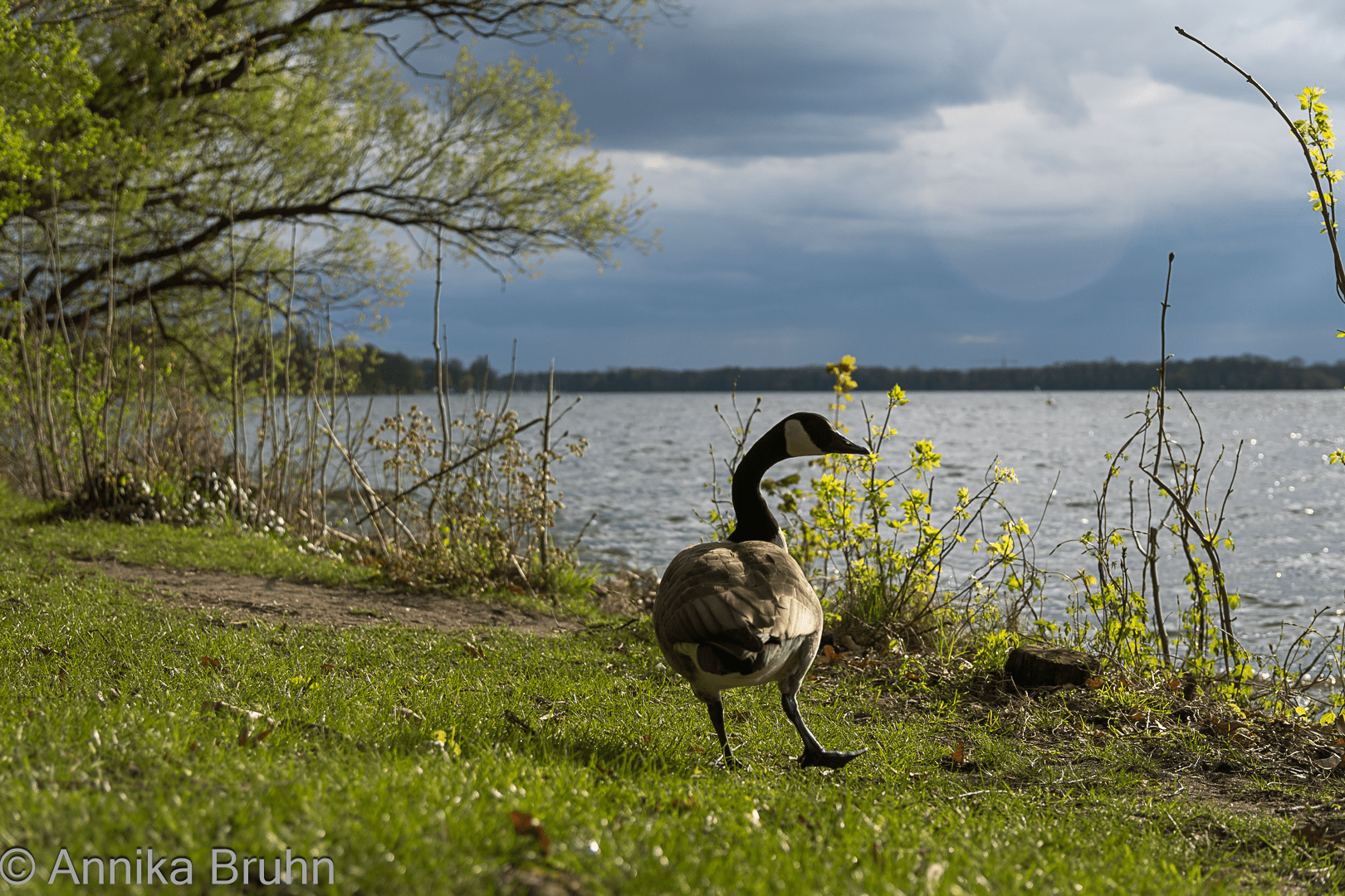 Gans am Tegeler See
